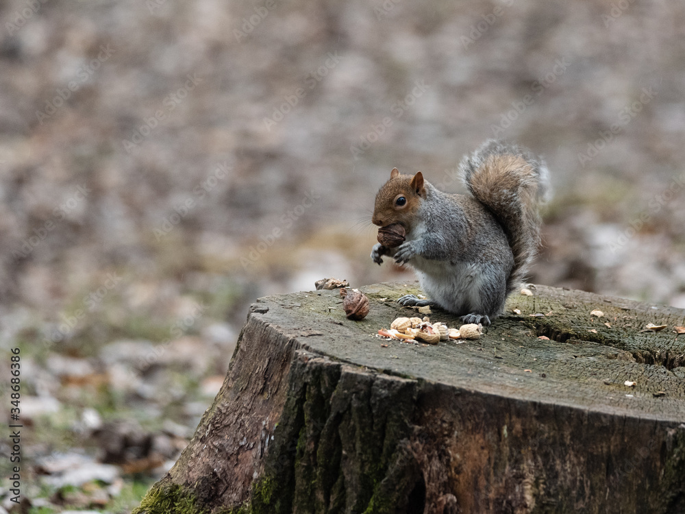 A gray squirrel with a thick tail eats a peanut