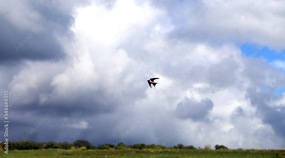 Photo flight of a swallow in the sky Photo flight of a swallow in the sky