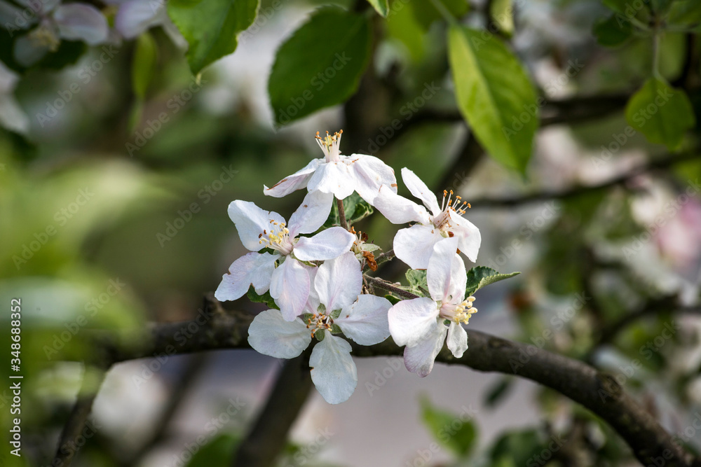 Blossom apple tree spring flowers