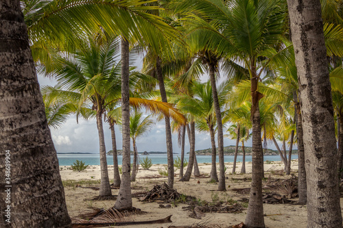 Palm tree island in the Bahamas