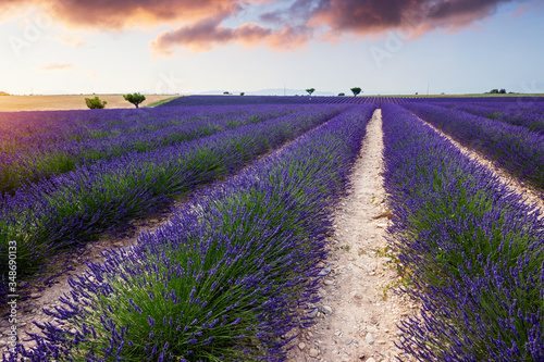 Lavender field near Valensole