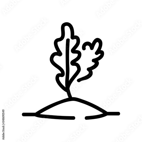 arugula in ground icon vector. arugula in ground sign. isolated contour symbol illustration