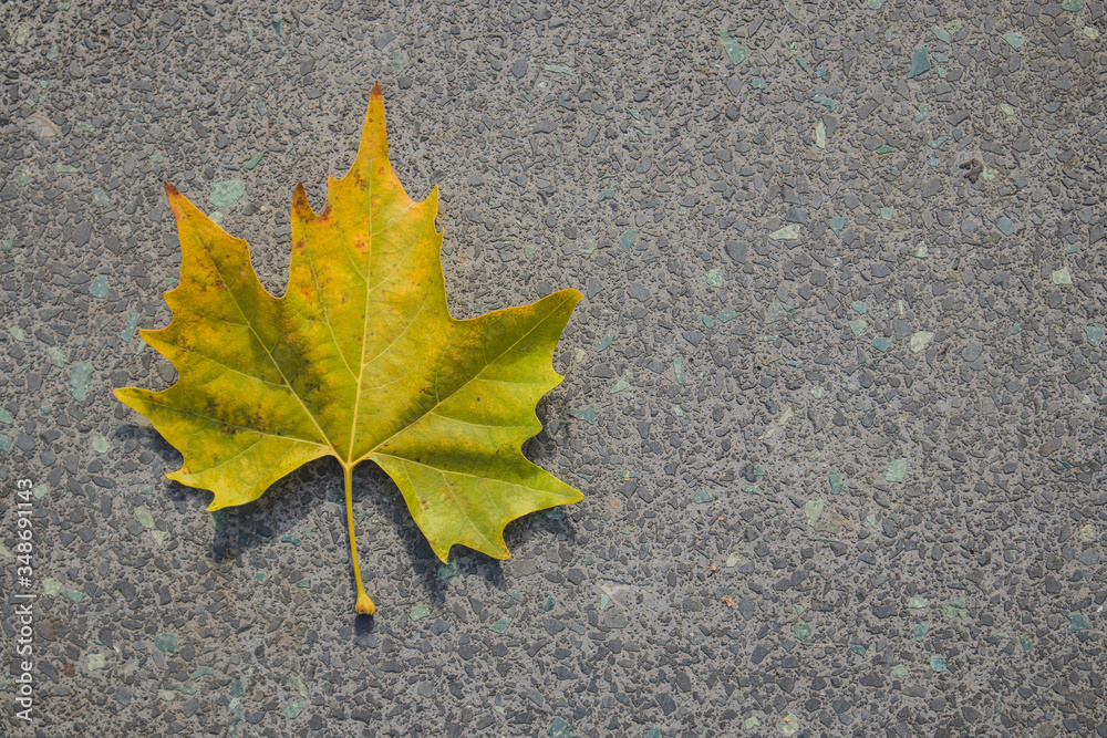 Light yellow and green bottom surface of maple leaf lying on asphalt. Copy space on the left. Maple leaf in autumn colors on asphalt road. Light yellow and green bottom surface of maple leaf lying on asphalt. Copy space on the left. Maple leaf in autumn colors on asphalt road.