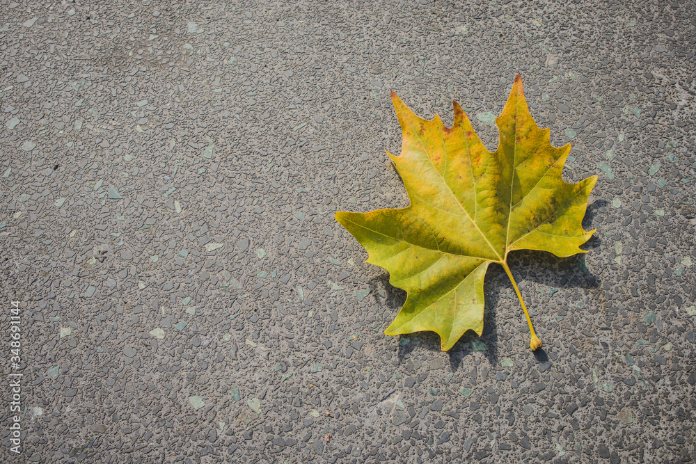 Light yellow and green bottom surface of maple leaf lying on asphalt. Copy space on the left. Maple leaf in autumn colors on asphalt road. Light yellow and green bottom surface of maple leaf lying on asphalt. Copy space on the left. Maple leaf in autumn colors on asphalt road.