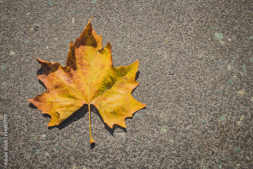 Light yellow and green bottom surface of maple leaf lying on asphalt. Copy space on the left. Maple leaf in autumn colors on asphalt road.