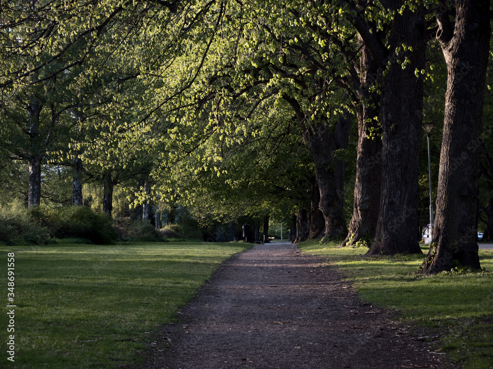 Fototapeta premium path in the park between trees