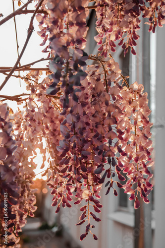 Purple wisteria flowers close-up at sunset. Sunlight passes through the flowers photo