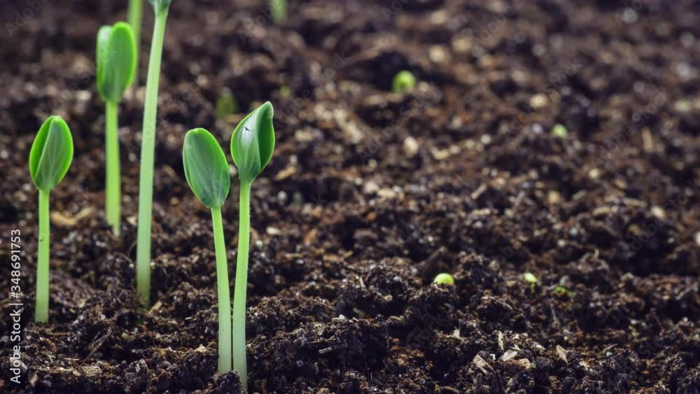 Growing green plants time lapse