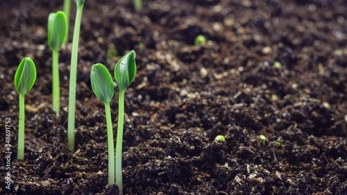 Growing green plants time lapse