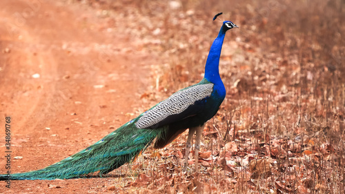 roadside peacock at tadoba tiger reserve in india photo