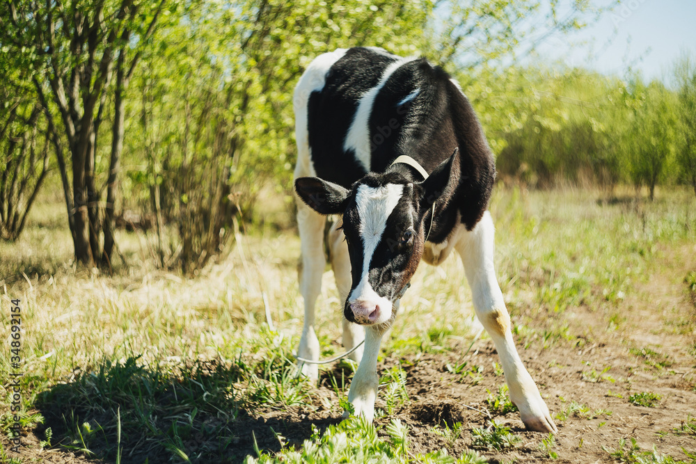 Young calf barely stands on his feet in the field