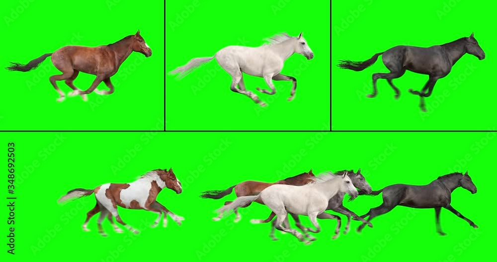 Animated herd of six horses running, and three individual galloping horses, isolated on green background. Create your own herd with the individual brown, white, and black horses. 