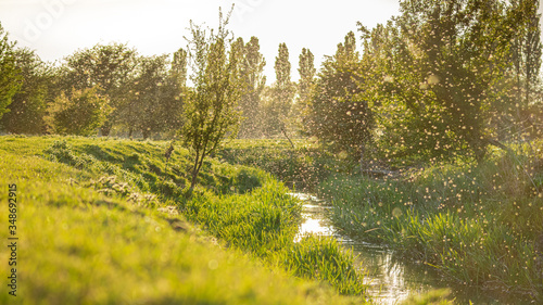 Mosqito swarm hatching season  beautiful rural farm view  sunny spring evening  bugs emerging from river  blod sucking swarm of insects flying above the water  photo with lens flare