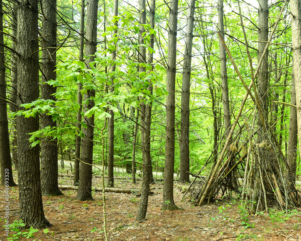 Pine Forest Pine Forest