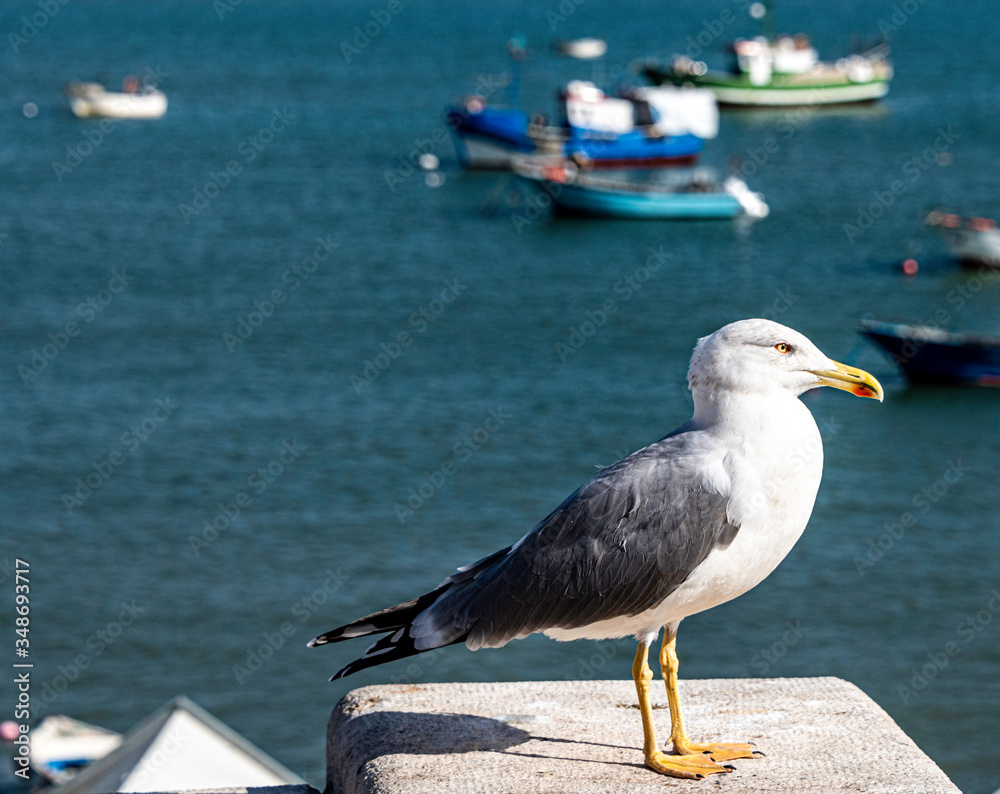 A lonesome seagull standing on a pier with boats in the background in Portugal A lonesome seagull standing on a pier with boats in the background in Portugal