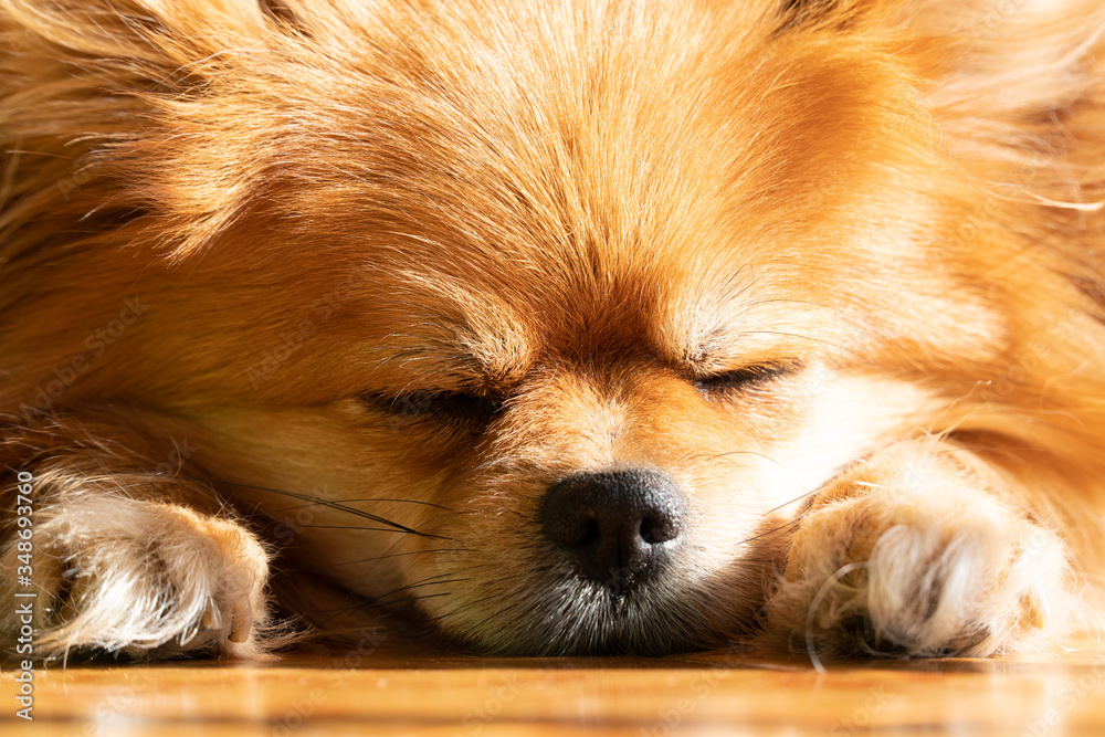 The nose of the dog that is sleeping, close-up