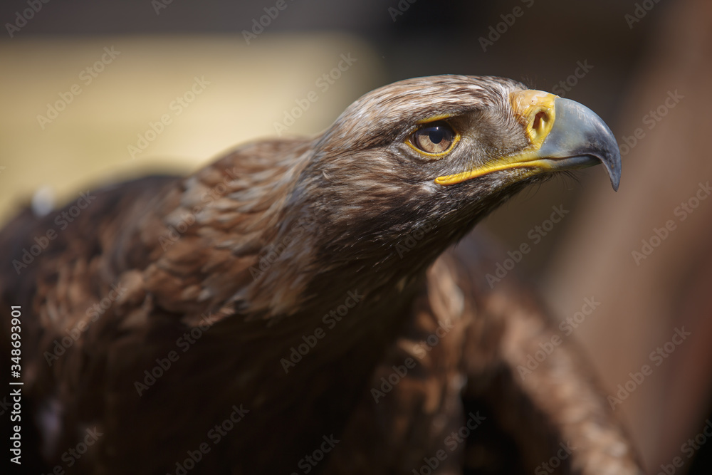 Portrait of brown head golden eagle (Aquila chrysaetos), close up of wild bird Portrait of brown head golden eagle (Aquila chrysaetos), close up of wild bird