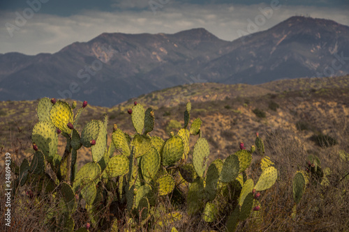 Prickly Pear with Orange County mountains