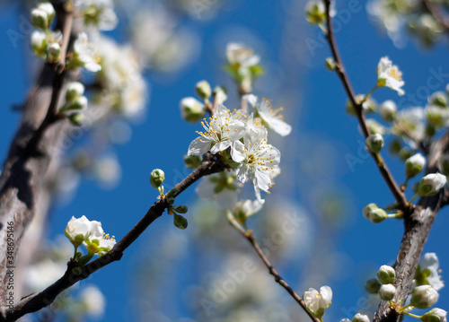 blooming cherry tree on blue sky