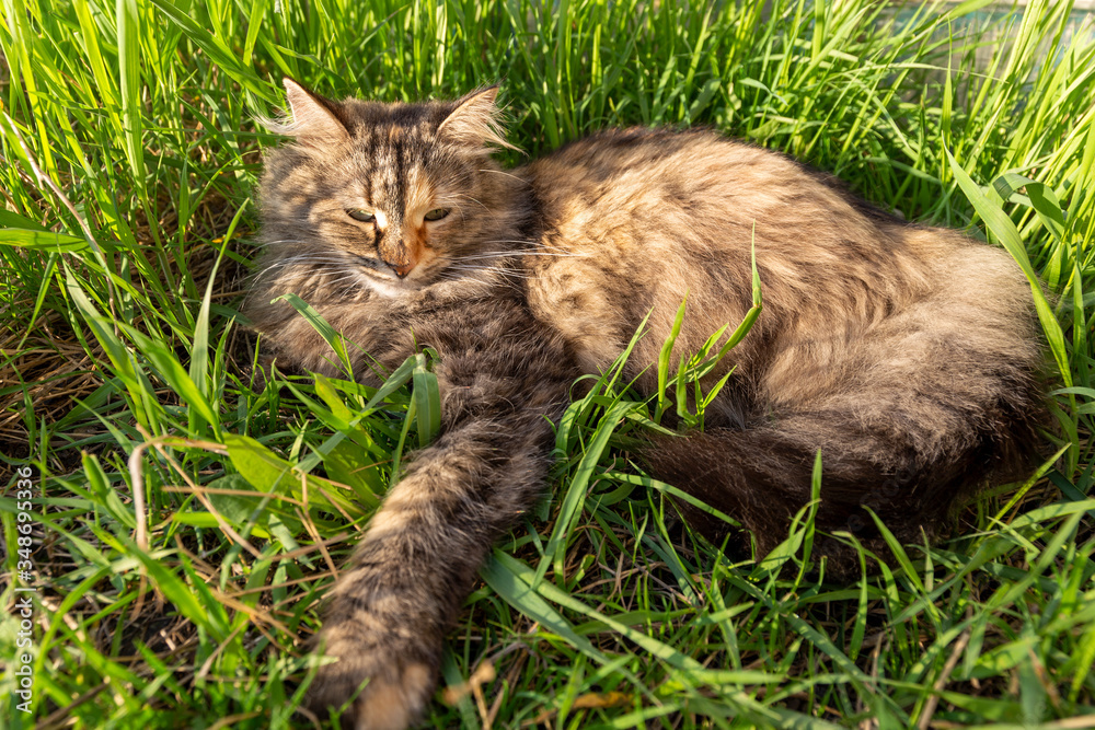 Brown cute fluffy cat lying in the fresh green grass enjoying sunshine Brown cute fluffy cat lying in the fresh green grass enjoying sunshine