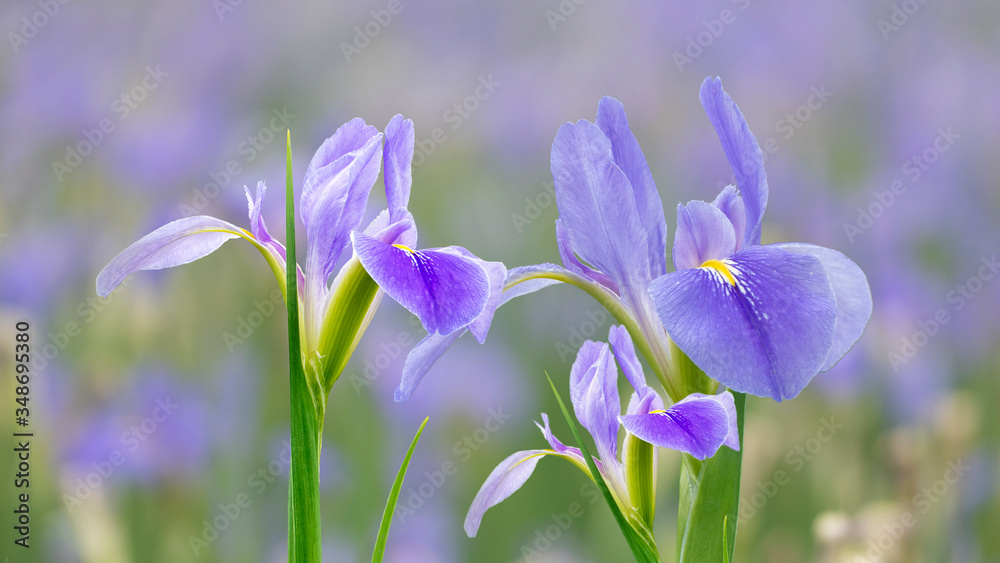 Violet iris flowers (Iris germanica) on blurred green natural garden background