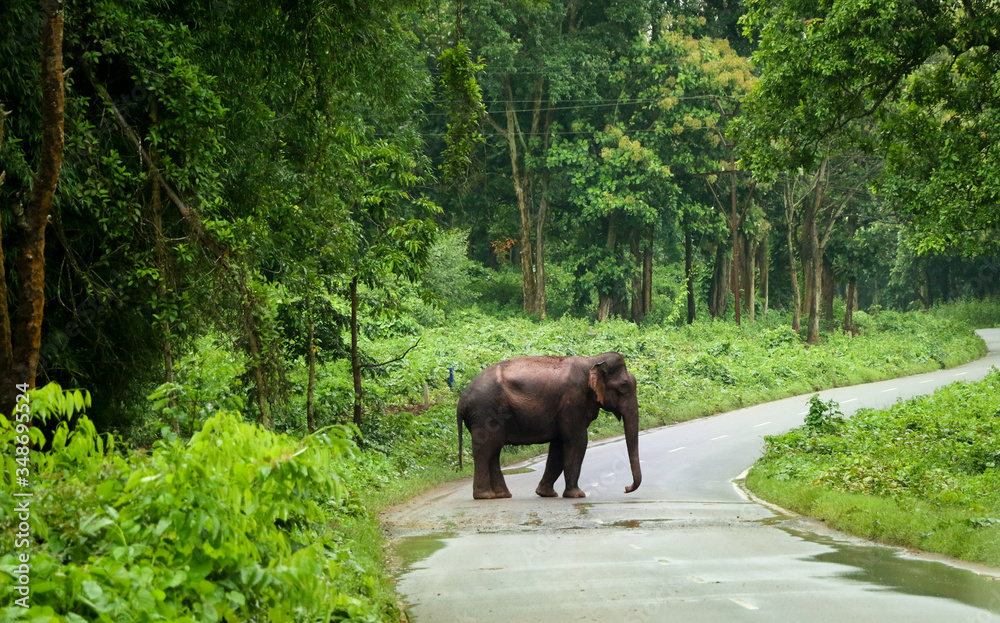 Fototapeta premium Elephant Road Crossing in thick Forest