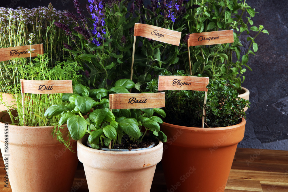 Fototapeta Homegrown and aromatic herbs in old clay pots. Set of culinary herbs. Green growing basil, parsley and oregano with labels