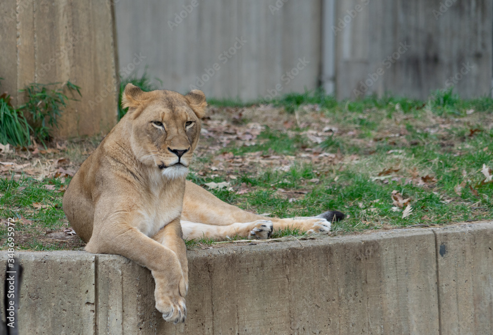 Lioness sitting at the edge of a concrete wall in a zoo Lioness sitting at the edge of a concrete wall in a zoo