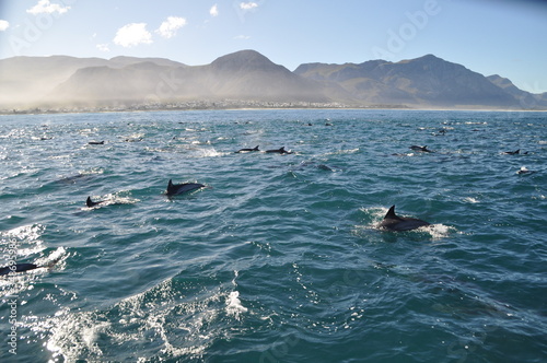 A school of dolphins in front of the coastline of hermanus
