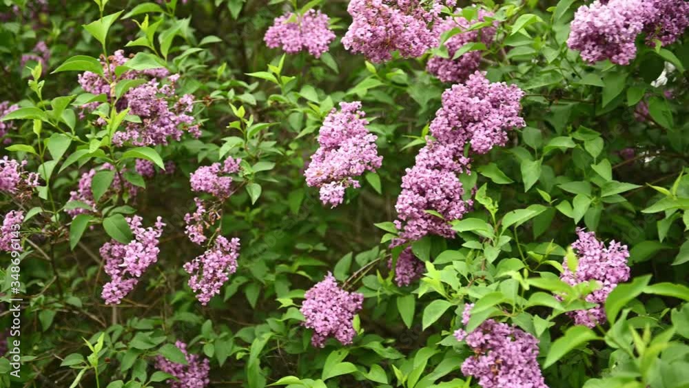 Beautiful blooming lilac buds move in the wind. A large bush in the middle of a city park Beautiful blooming lilac buds move in the wind. A large bush in the middle of a city park