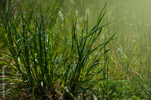 Summer grass background - closeup of fresh bright green grass