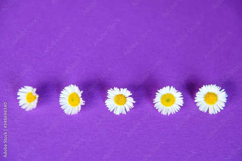 Obraz premium Daisies on a purple background. Selective focus.