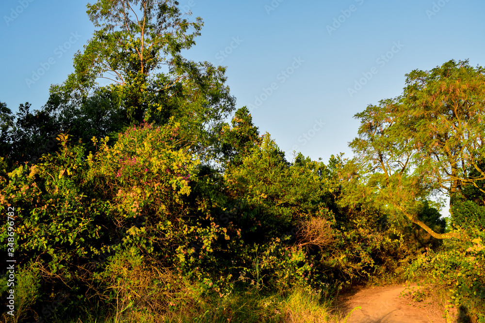 Árvore de Cerrado, fundo de céu azul com Lua de dia