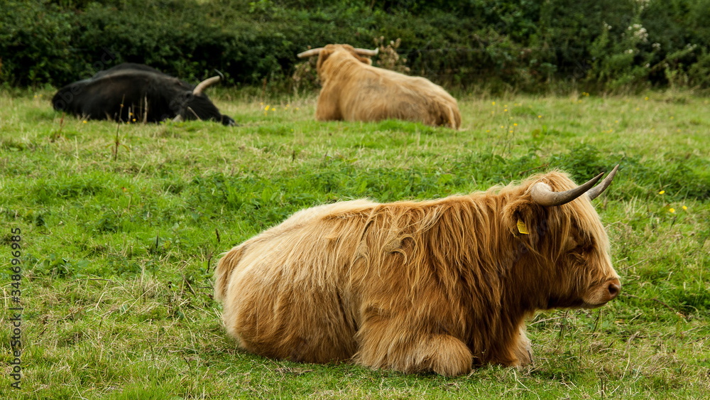 Hairy cow in the scottish highlands Hairy cow in the scottish highlands