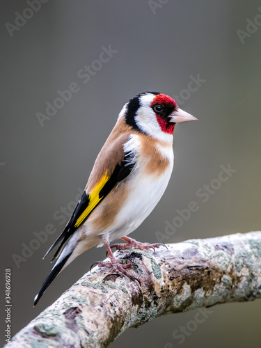 Goldfinch perching on an oak branch