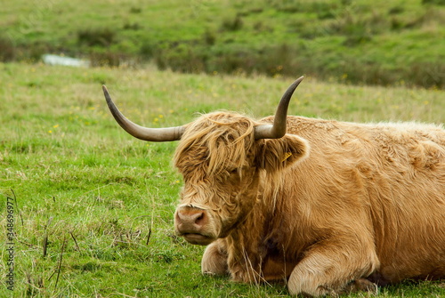 Hairy cow lying in the ground in the highlands of Scotland