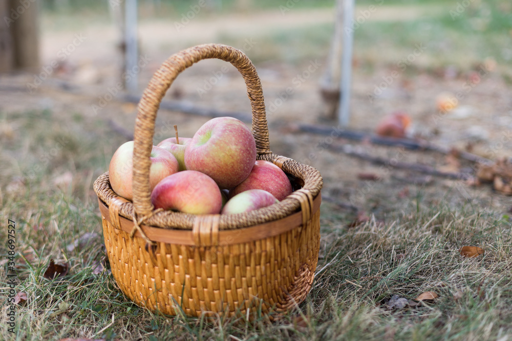 basket of apples