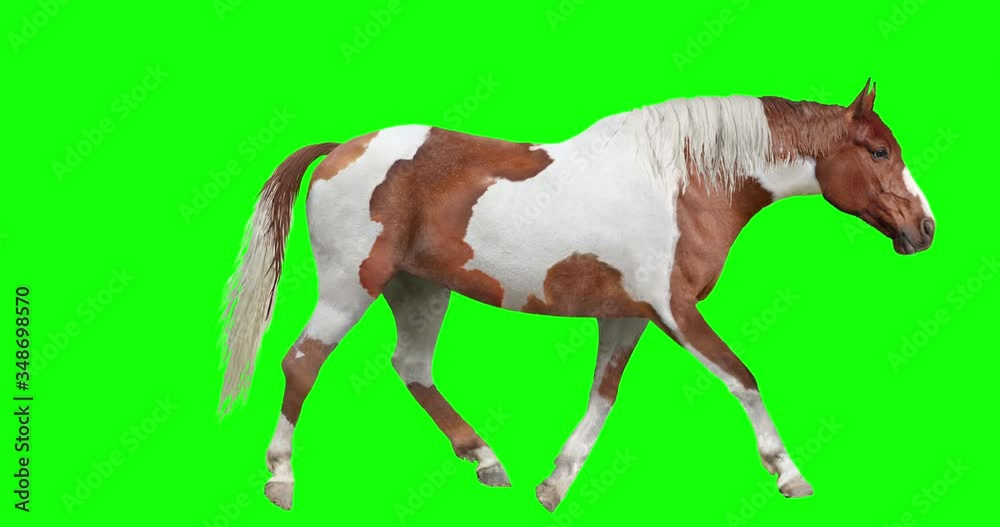 Animated brown and white pinto horse with loopable gait cycles, isolated on green background. Includes stand, walk, trot, canter, and run. Animated brown and white pinto horse with loopable gait cycles, isolated on green background. Includes stand, walk, trot, canter, and run.