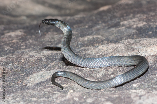 Eastern Small-eyed Snake flickering tongue