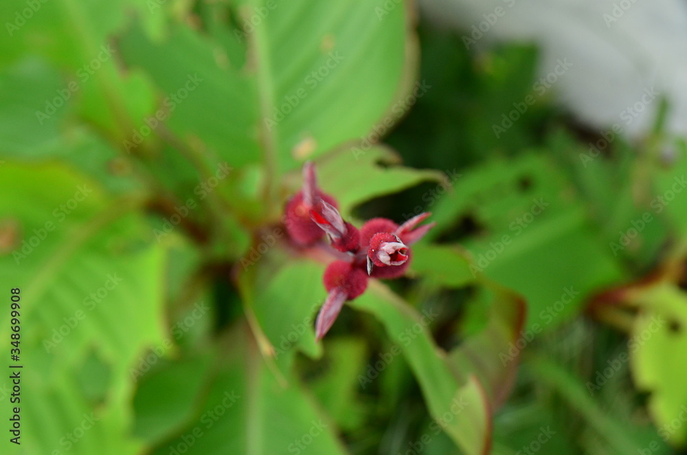 Red flower and natural green leaf on the garden. Red flower and natural green leaf on the garden.