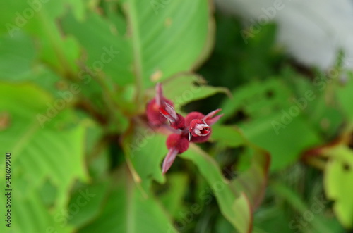 Red flower and natural green leaf on the garden.
