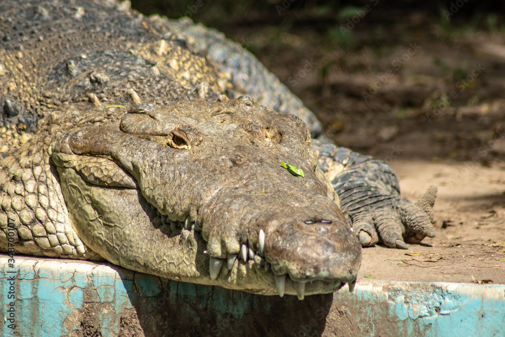 Obraz premium Crocodile with its mouth closed where you can see some of its teeth while it is sunbathing