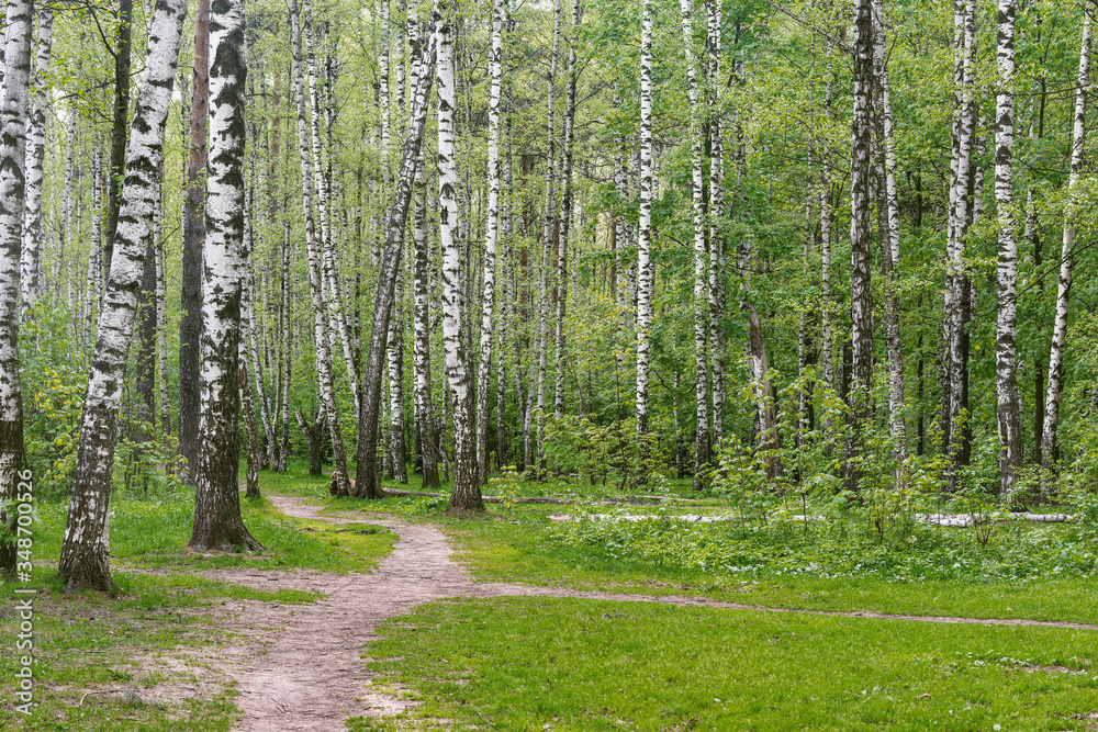 Obraz premium Narrow path in the birch tree grove.