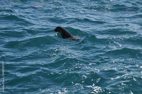 Sea lion swimming in the open sea