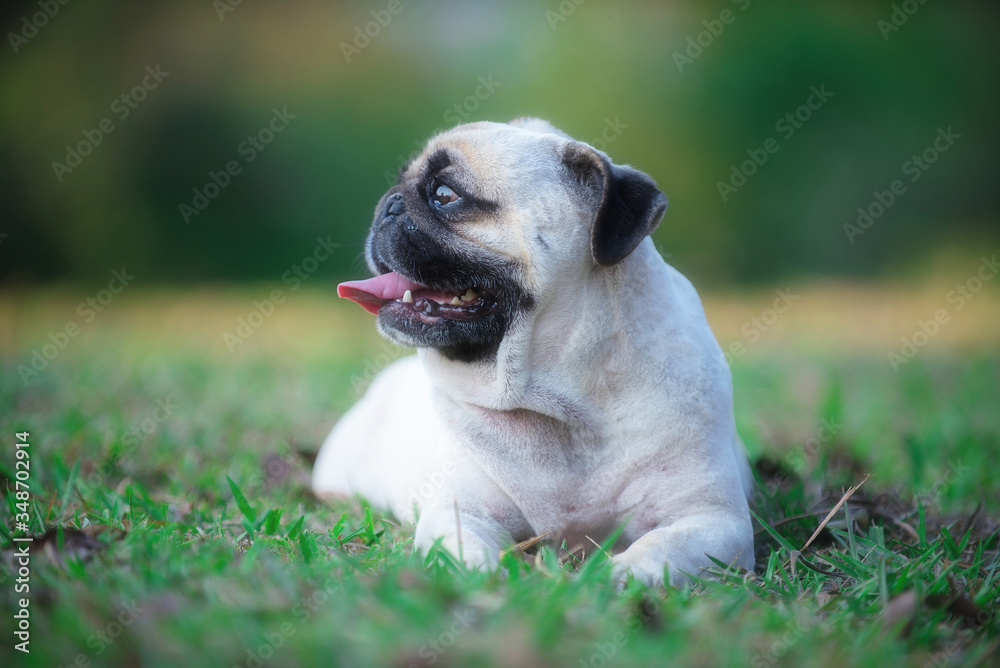 Pug Dog Pug Dog