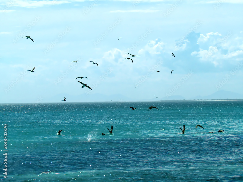 Naklejka premium Seagulls are always looking for food