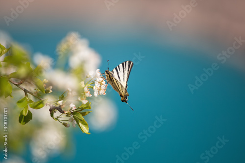 Beautiful butterfly on a blurred background wich copy space. Podalirius (Iphiclides podalirius) is a butterfly of the sail family (Papilionidae). Podalirius is very similar to the machaon. photo