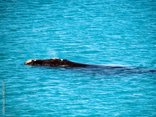 Southern Right Whale Sighting at Praia Grande