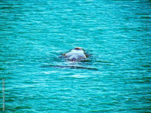 Southern Right Whale Sighting at Praia Grande