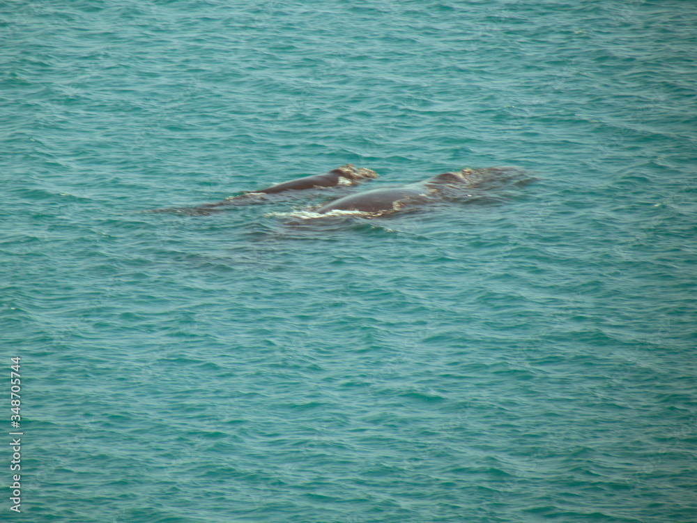 Fototapeta premium Southern Right Whale Sighting at Praia Grande
